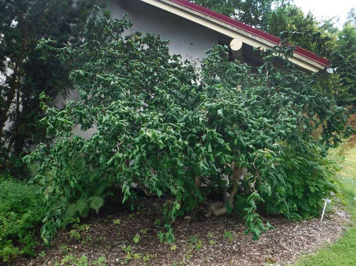 Peikonp&auml;hkin&auml;